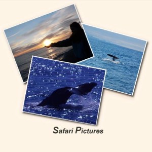 Safari-Pictures